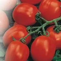 Семена томатов Ингулецкий