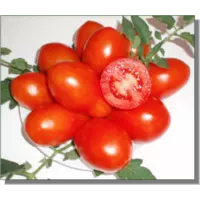 Семена томатов Киммериец