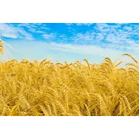 Семенная пшеница высоких репродукций
